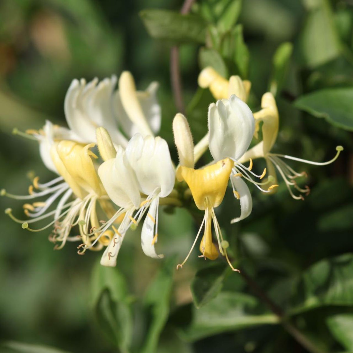Lonicera Periclymenum 'scentsation' - View 10 from www redcrocus com