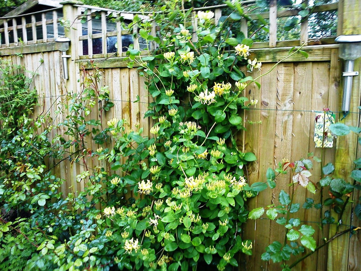 Lonicera Periclymenum 'scentsation' - View 11 from www redcrocus com