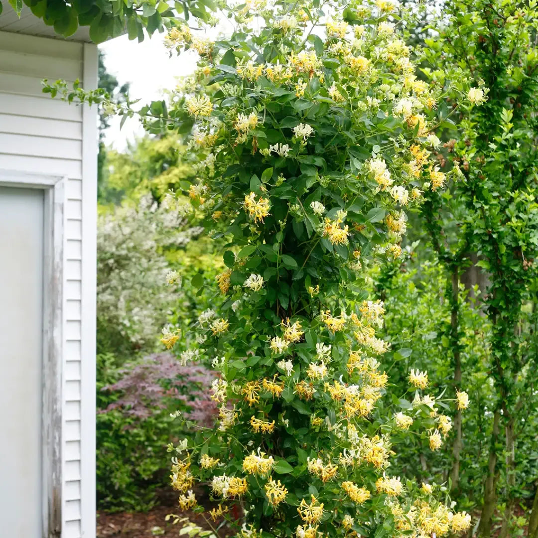 Lonicera Periclymenum 'scentsation' - View 12 from www redcrocus com