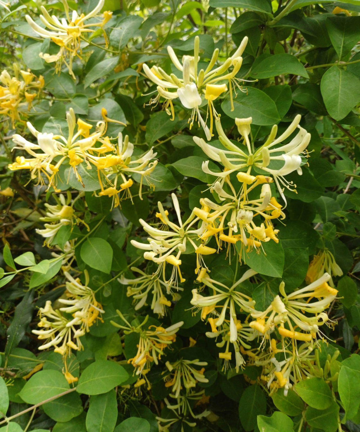 Lonicera Periclymenum 'scentsation' - View 14 from www redcrocus com