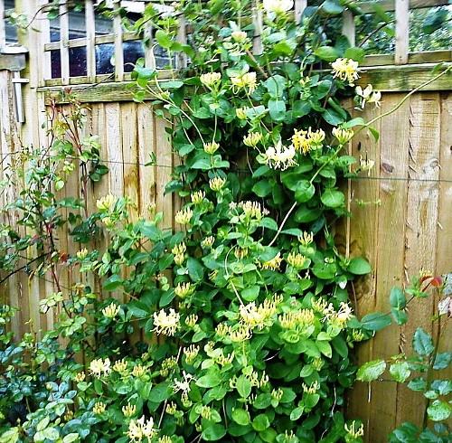Lonicera Periclymenum 'scentsation' - View 15 from www redcrocus com