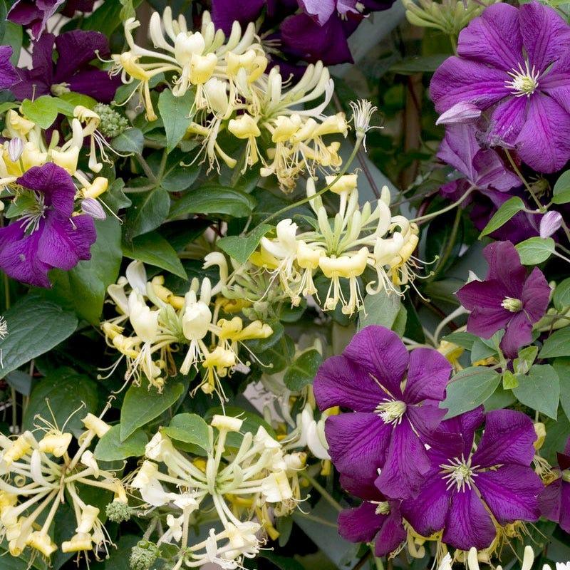 Lonicera Periclymenum 'scentsation' - View 16 from www redcrocus com