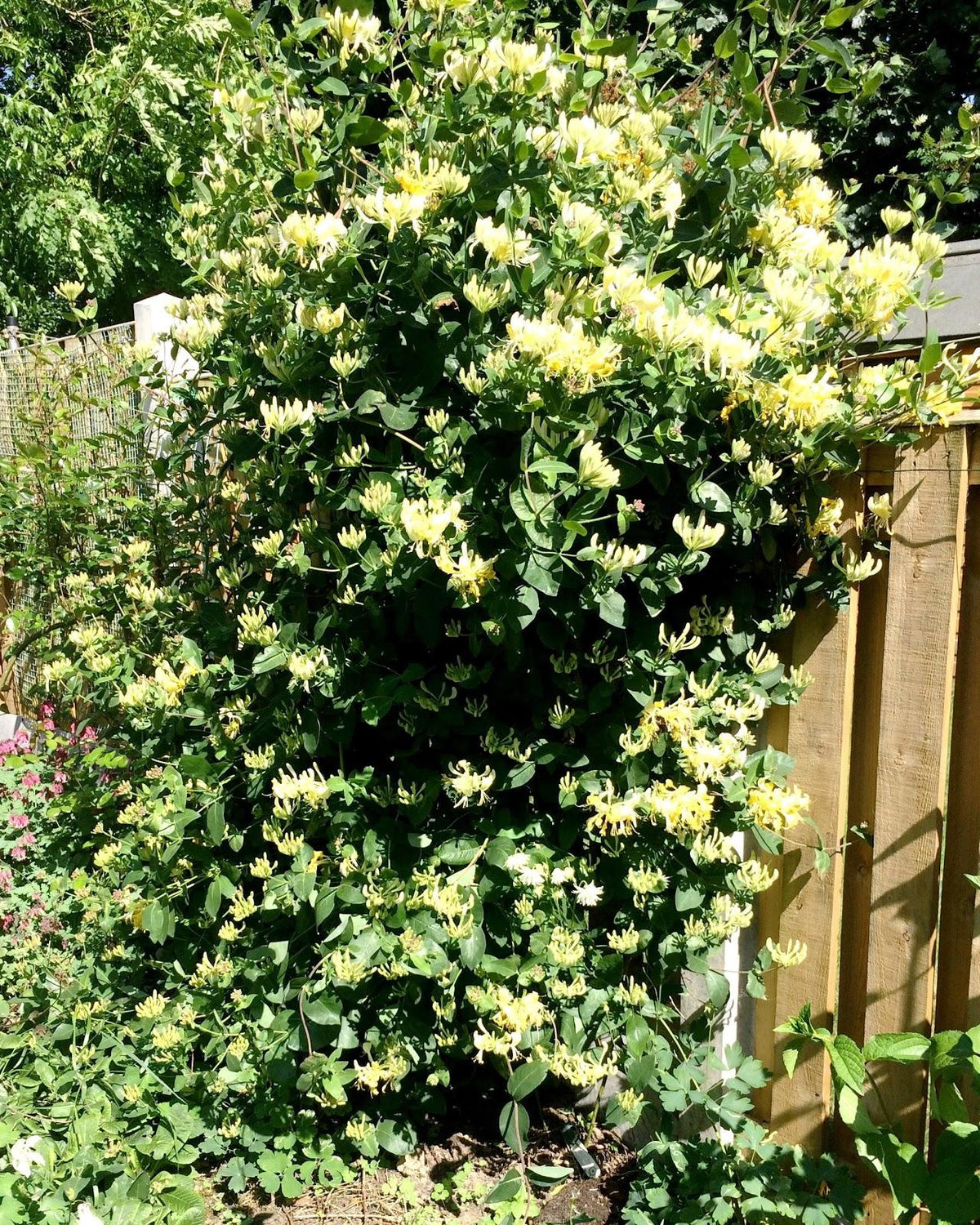 Lonicera Periclymenum 'scentsation' - View 17 from www redcrocus com