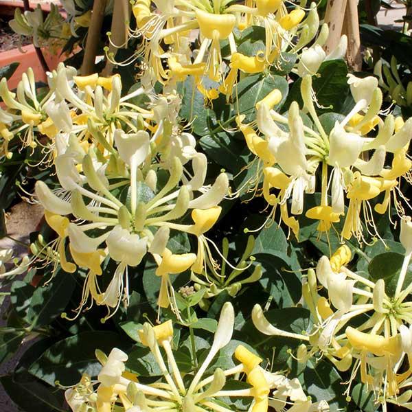 Lonicera Periclymenum 'scentsation' - View 18 from www redcrocus com