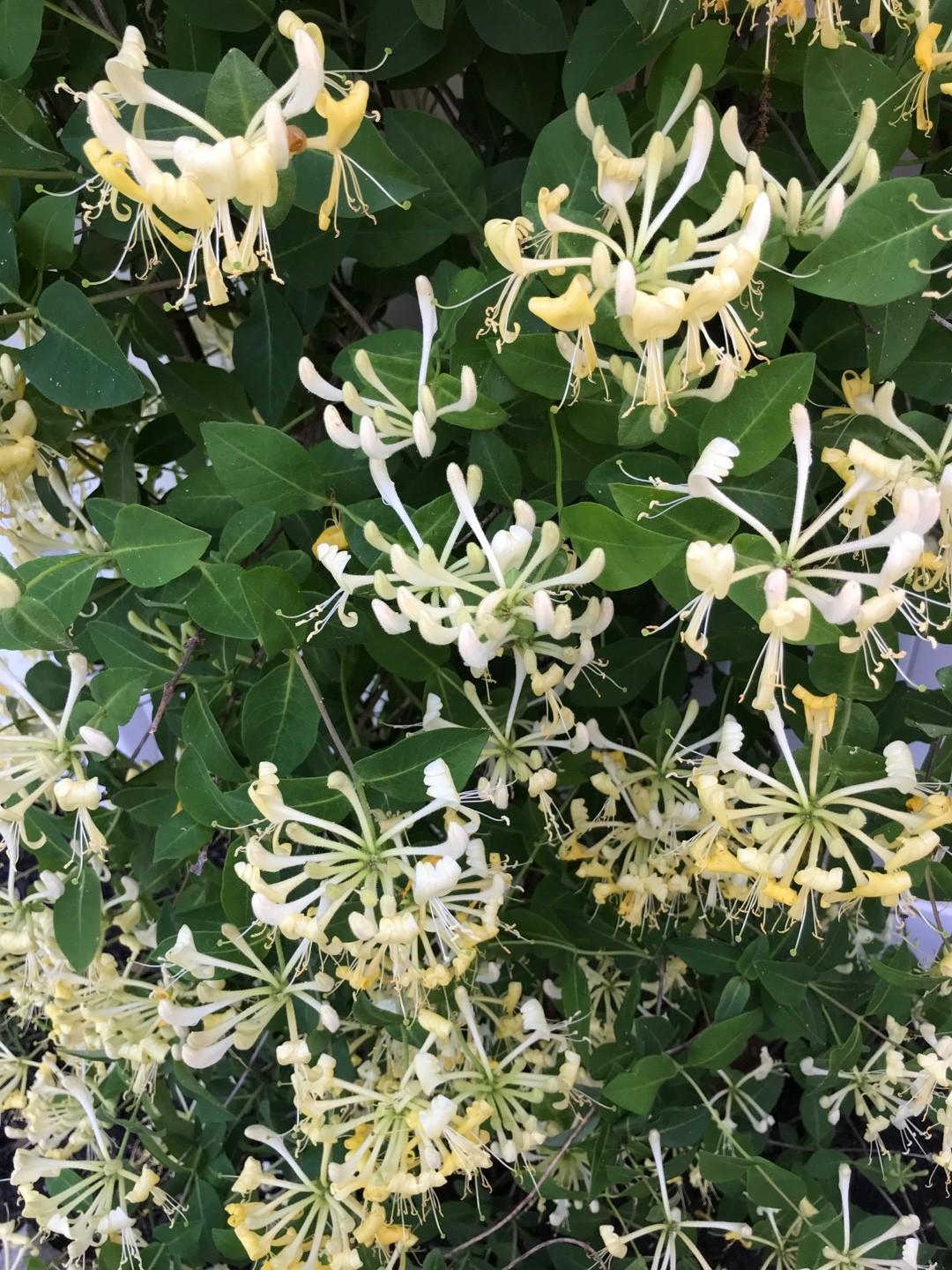 Lonicera Periclymenum 'scentsation' - View 19 from www redcrocus com