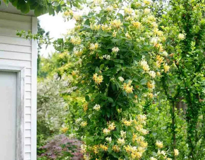 Lonicera Periclymenum 'scentsation' - View 1 from www redcrocus com