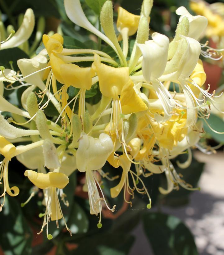 Lonicera Periclymenum 'scentsation' - View 21 from www redcrocus com