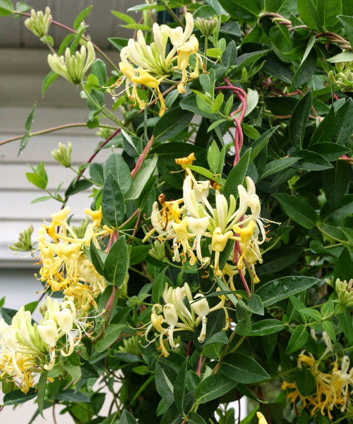 Lonicera Periclymenum 'scentsation' - View 22 from www redcrocus com