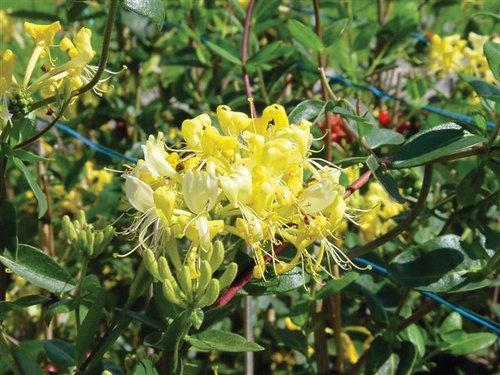 Lonicera Periclymenum 'scentsation' - View 23 from www redcrocus com