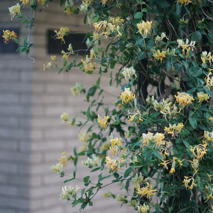 Lonicera Periclymenum 'scentsation' - View 24 from www redcrocus com
