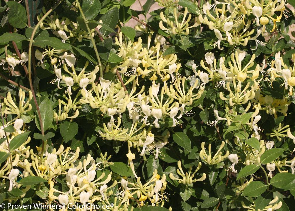 Lonicera Periclymenum 'scentsation' - View 25 from www redcrocus com