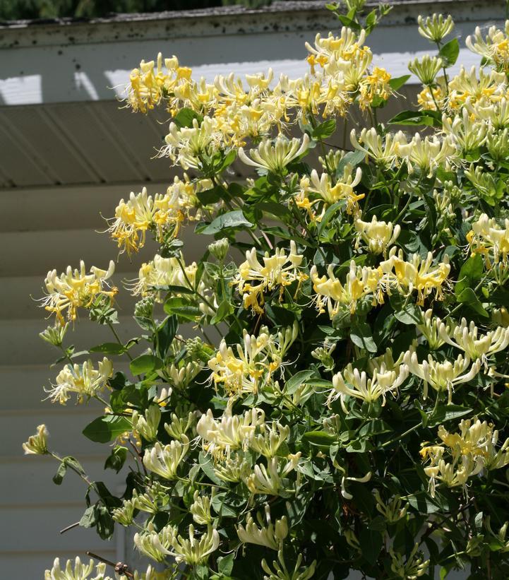 Lonicera Periclymenum 'scentsation' - View 26 from www redcrocus com