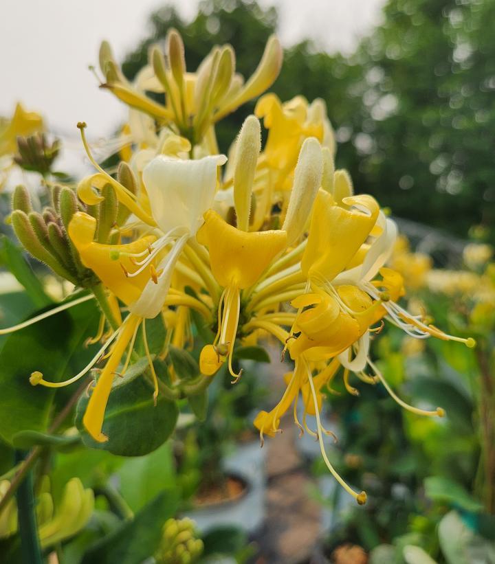 Lonicera Periclymenum 'scentsation' - View 29 from www redcrocus com
