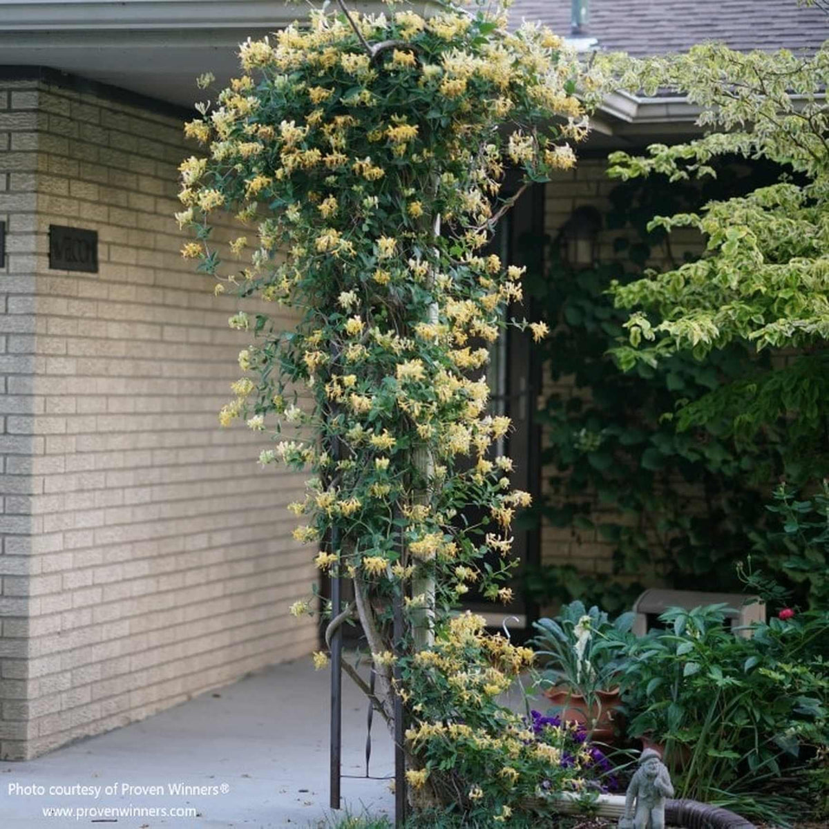 Lonicera Periclymenum 'scentsation' - View 4 from www redcrocus com