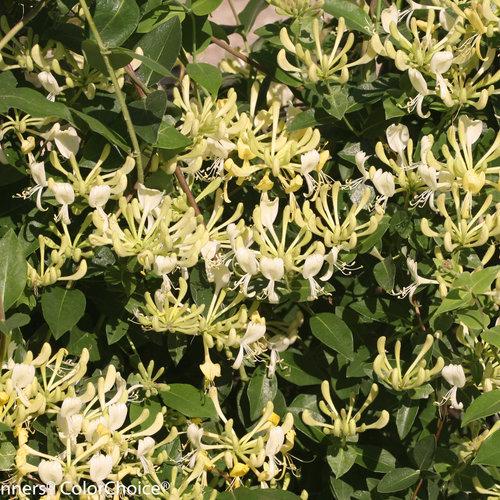 Lonicera Periclymenum 'scentsation' - View 5 from www redcrocus com