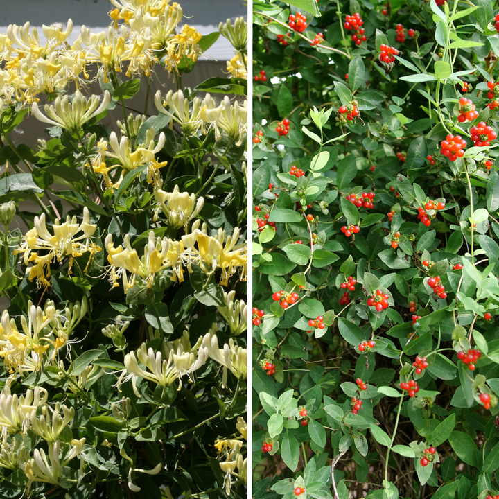 Lonicera Periclymenum 'scentsation' - View 6 from www redcrocus com