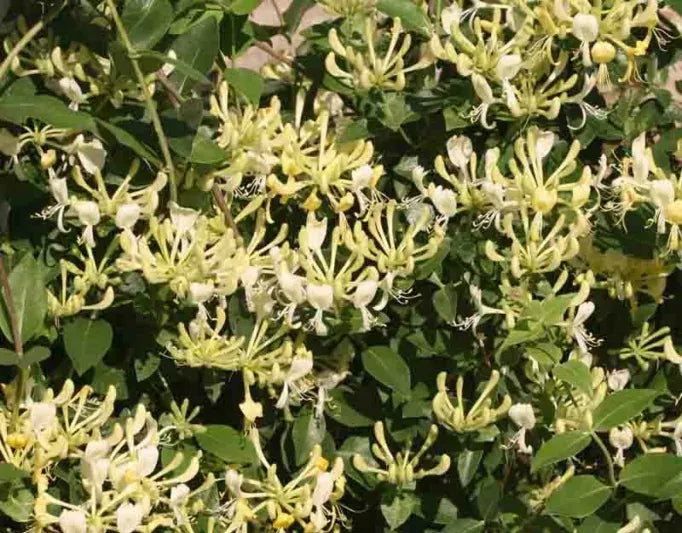 Lonicera Periclymenum 'scentsation' - View 9 from www redcrocus com