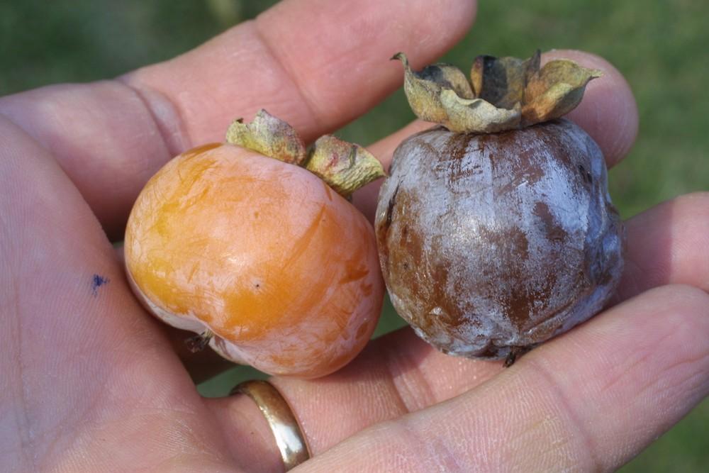 Diospyros Virginiana Single Stem - View 10 from www redcrocus com