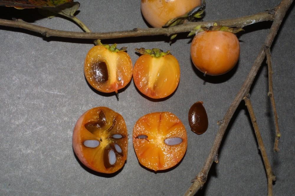 Diospyros Virginiana Single Stem - View 13 from www redcrocus com