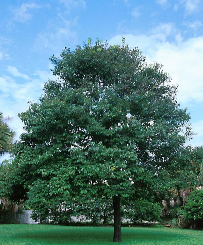 Diospyros Virginiana Single Stem - View 14 from www redcrocus com