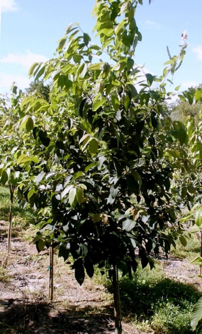 Diospyros Virginiana Single Stem - View 16 from www redcrocus com