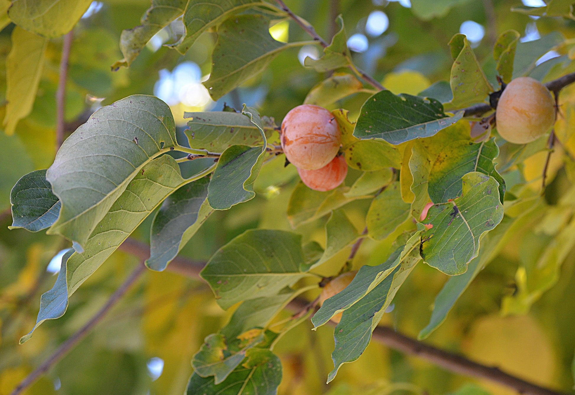Diospyros Virginiana Single Stem - View 18 from www redcrocus com