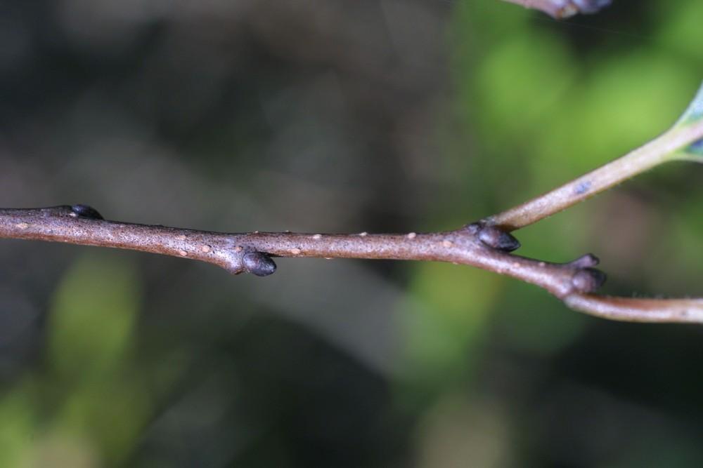 Diospyros Virginiana Single Stem - View 1 from www redcrocus com