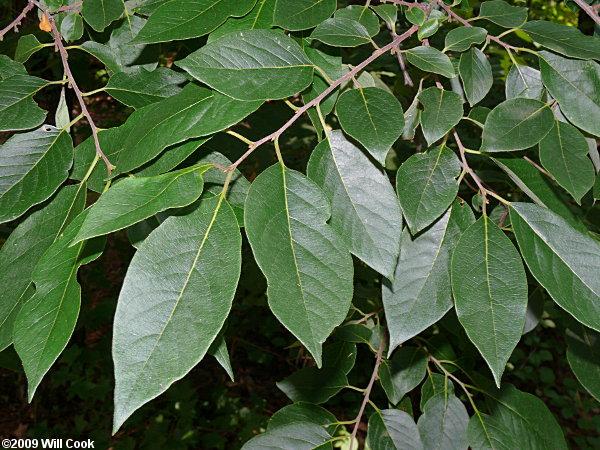 Diospyros Virginiana Single Stem - View 3 from www redcrocus com