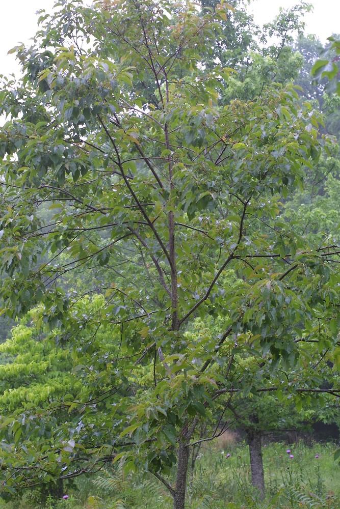Diospyros Virginiana Single Stem - View 4 from www redcrocus com