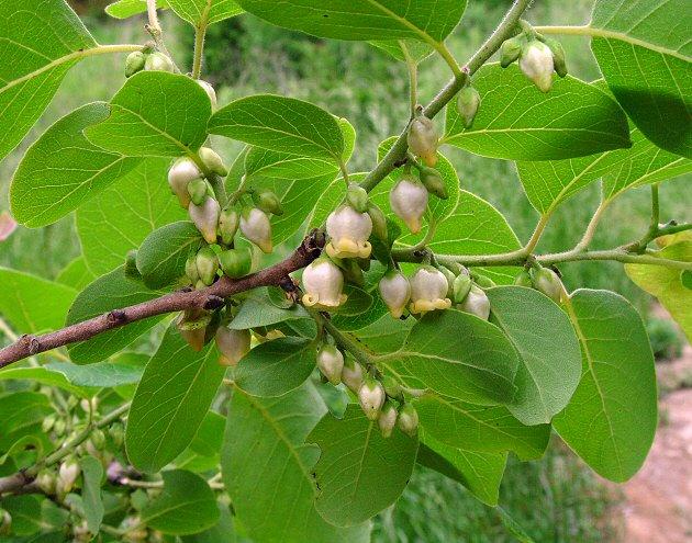 Diospyros Virginiana Single Stem - View 6 from www redcrocus com