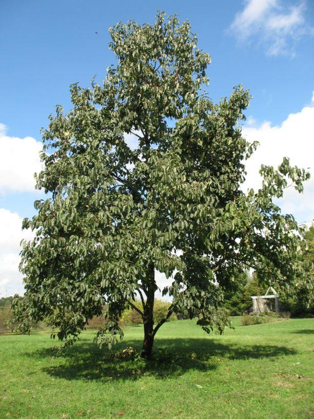 Diospyros Virginiana Single Stem - View 7 from www redcrocus com