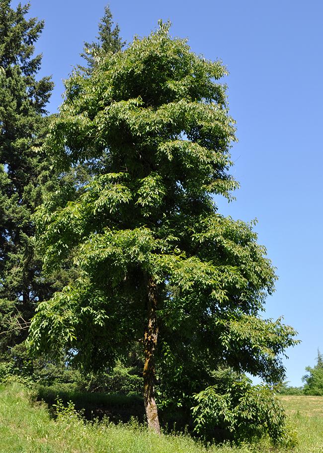 Diospyros Virginiana Single Stem - View 8 from www redcrocus com
