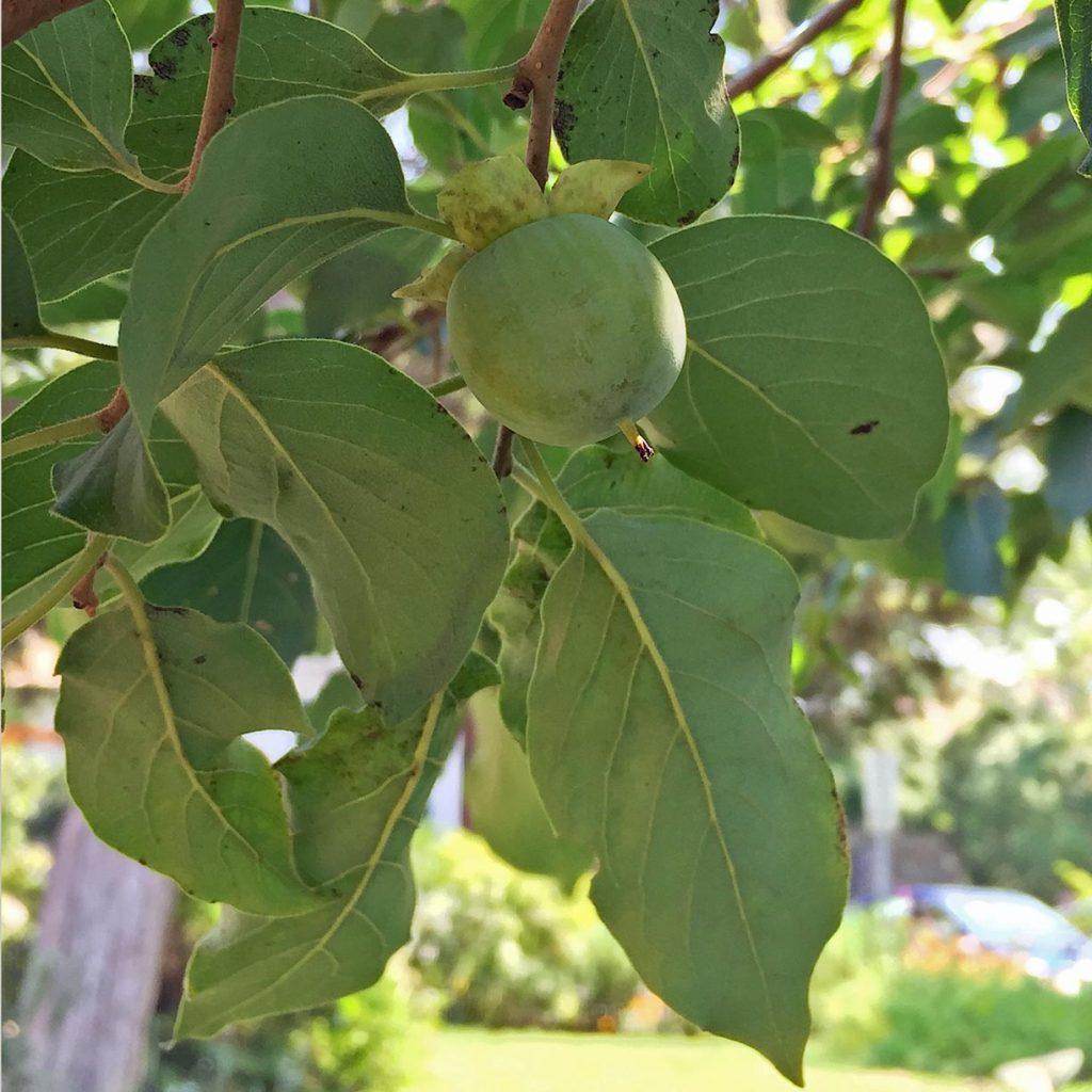 Diospyros Virginiana Single Stem - View 9 from www redcrocus com