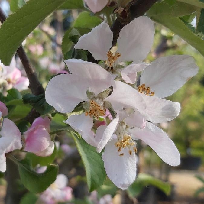 Malus Domestica 'fuji' - View 10 from www redcrocus com