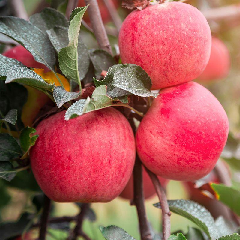 Malus Domestica 'fuji' - View 11 from www redcrocus com