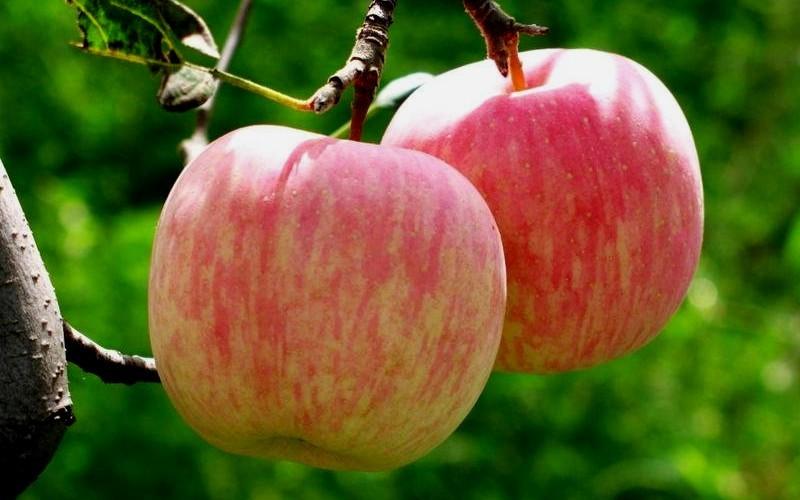 Malus Domestica 'fuji' - View 12 from www redcrocus com