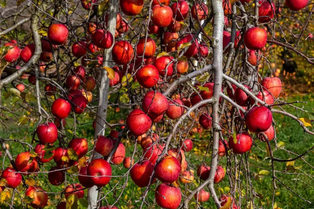 Malus Domestica 'fuji' - View 13 from www redcrocus com