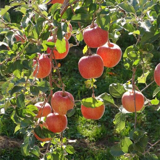 Malus Domestica 'fuji' - View 14 from www redcrocus com