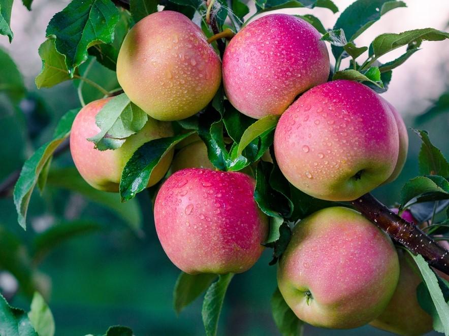 Malus Domestica 'fuji' - View 15 from www redcrocus com