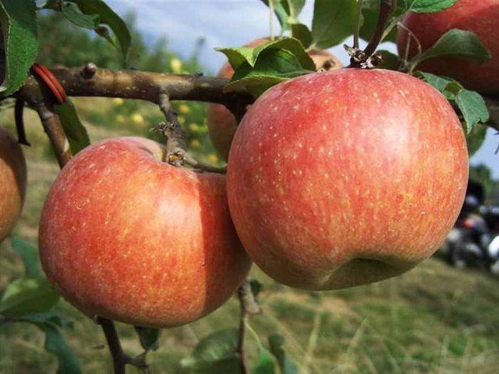 Malus Domestica 'fuji' - View 16 from www redcrocus com