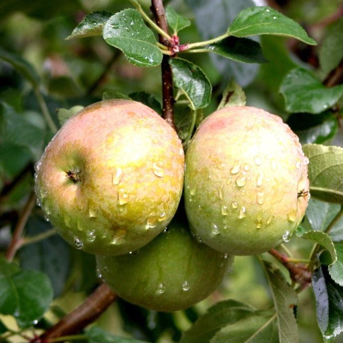 Malus Domestica 'fuji' - View 17 from www redcrocus com