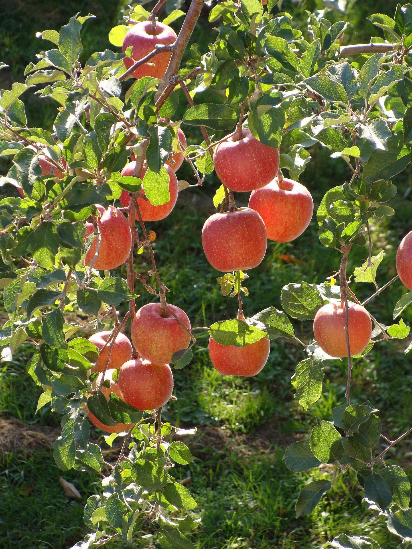 Malus Domestica 'fuji' - View 18 from www redcrocus com