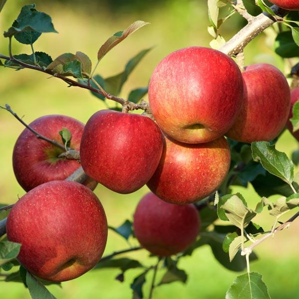 Malus Domestica 'fuji' - View 19 from www redcrocus com