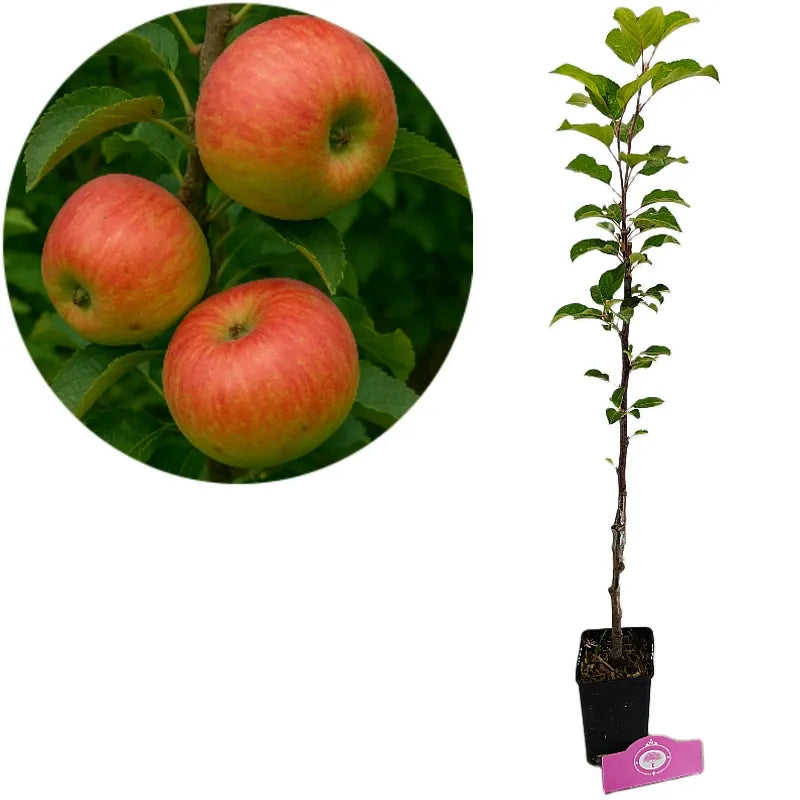 Malus Domestica 'fuji' - View 22 from www redcrocus com