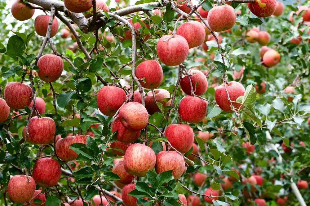 Malus Domestica 'fuji' - View 24 from www redcrocus com