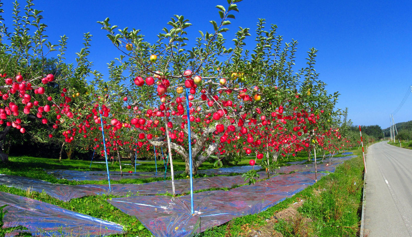 Malus Domestica 'fuji' - View 25 from www redcrocus com