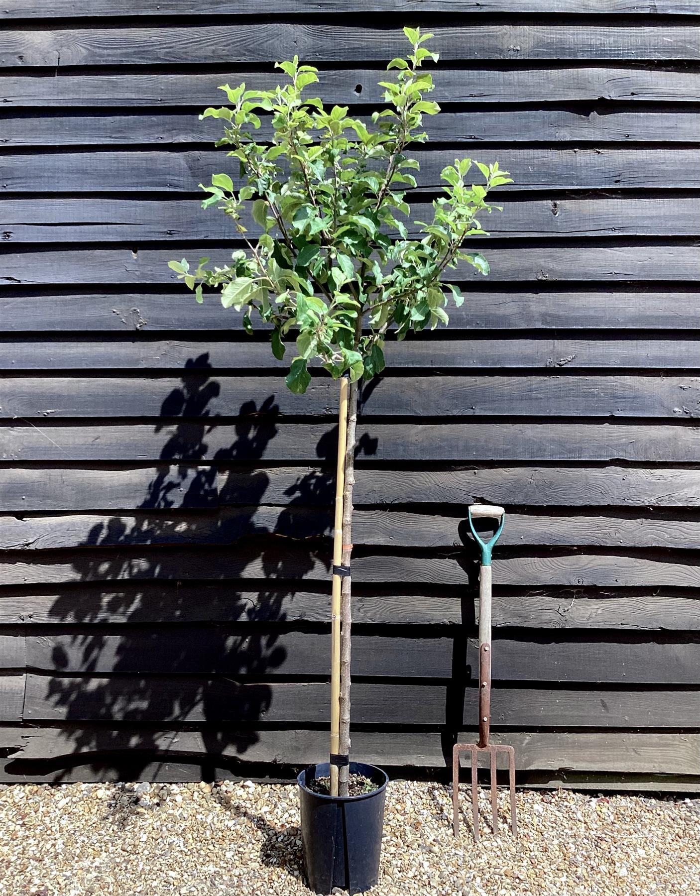 Malus Domestica 'fuji' - View 27 from www redcrocus com