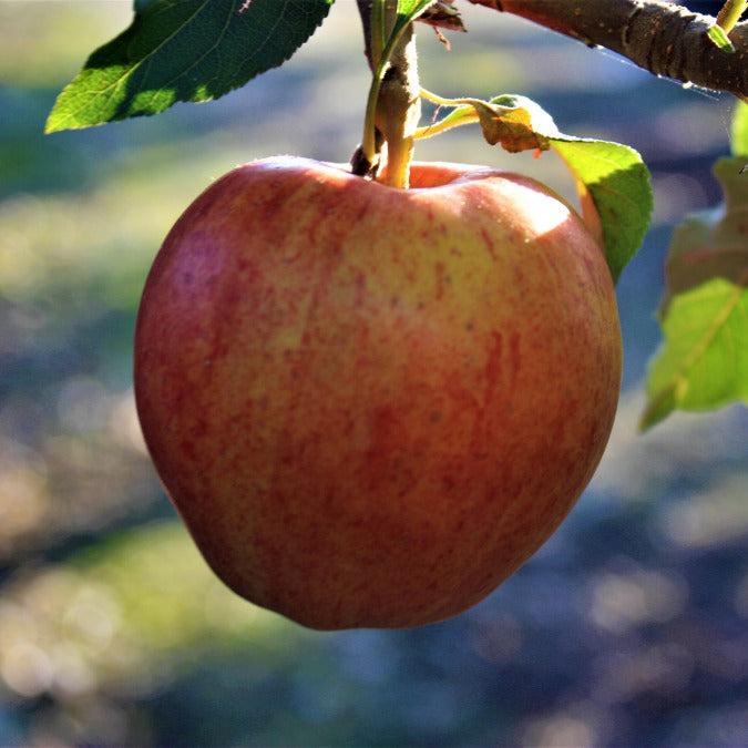 Malus Domestica 'fuji' - View 28 from www redcrocus com