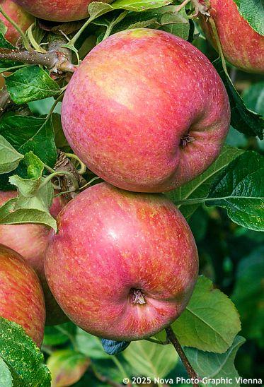 Malus Domestica 'fuji' - View 29 from www redcrocus com