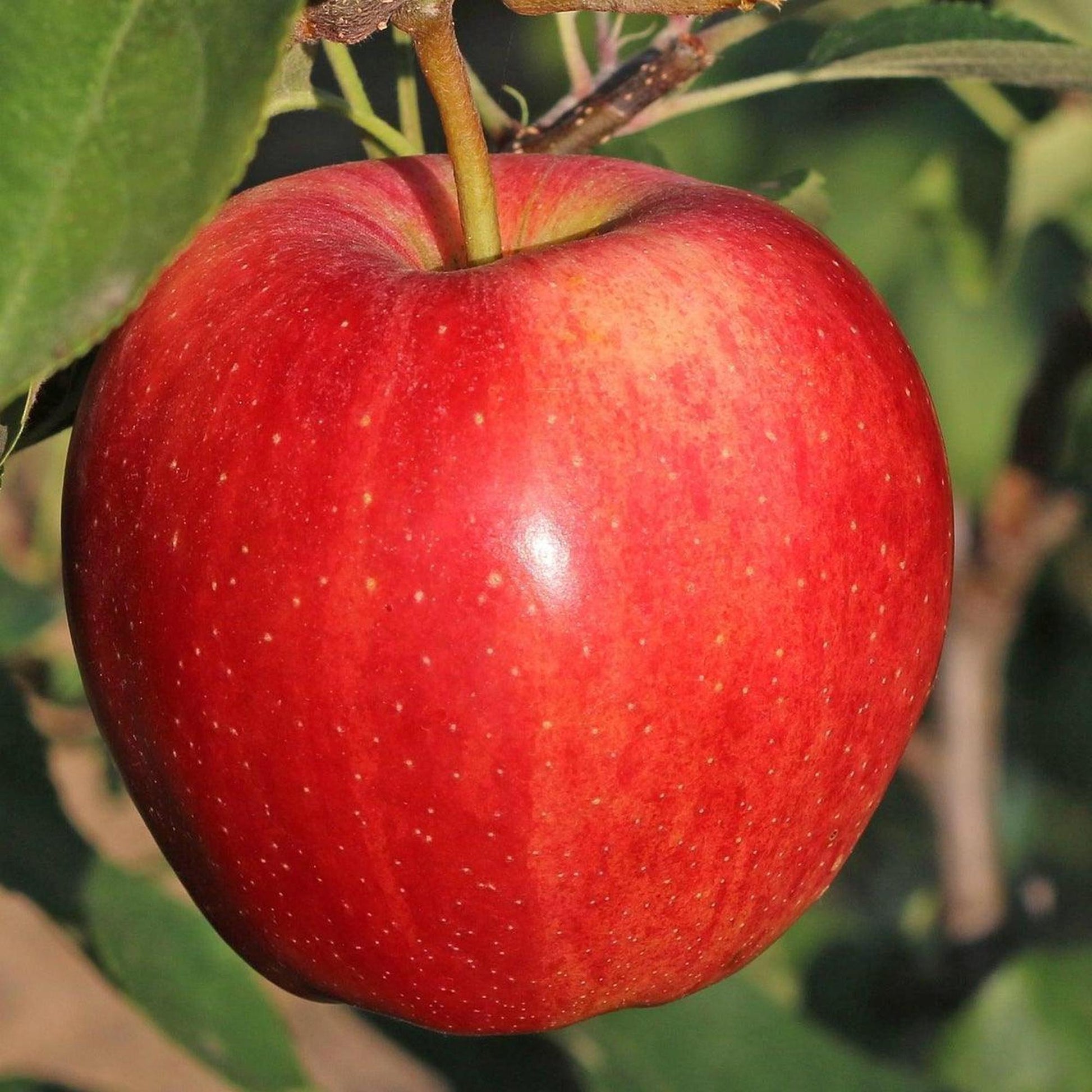 Malus Domestica 'fuji' - View 31 from www redcrocus com